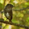 Lejscik dlouhonohy severni - Petroica longipes - North Island Robin - toutouwai 5813